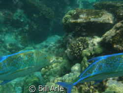 Jacks, Big Island, Hawaii by Bill Arle 